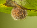 Euura pedunculi gall